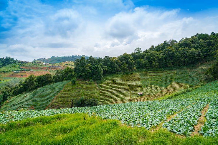 Terrace Fields View